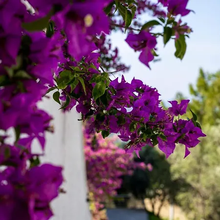 Only Blue Skopea Gocek (Fethiye)